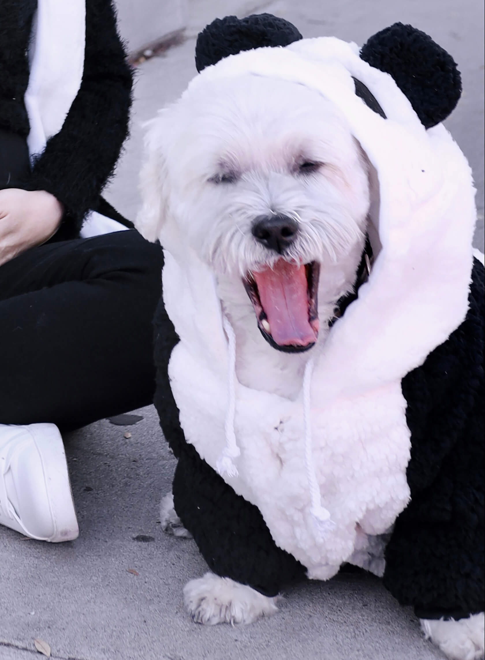adorable maltese dogs dressed in panda costumes