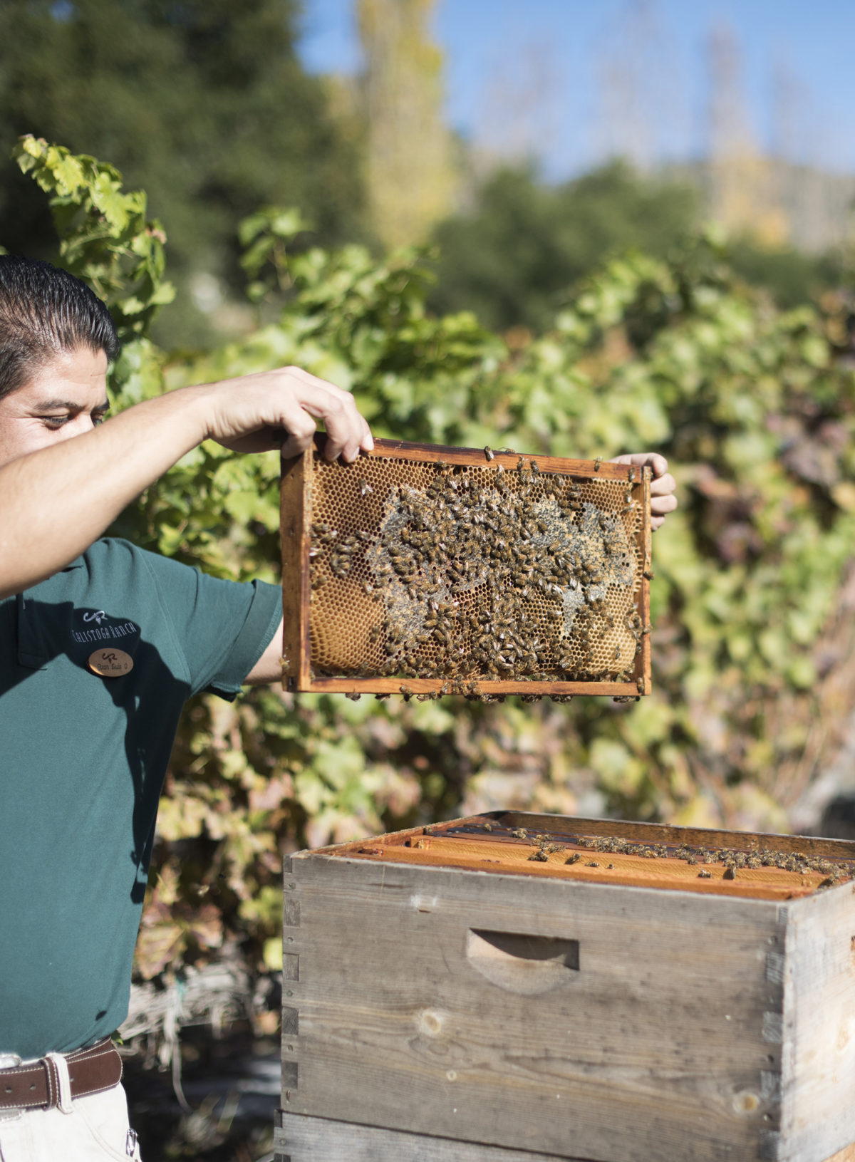 Caliga Ranch Honey, Chickens and Wine at Calistoga Ranch - Sydne Style