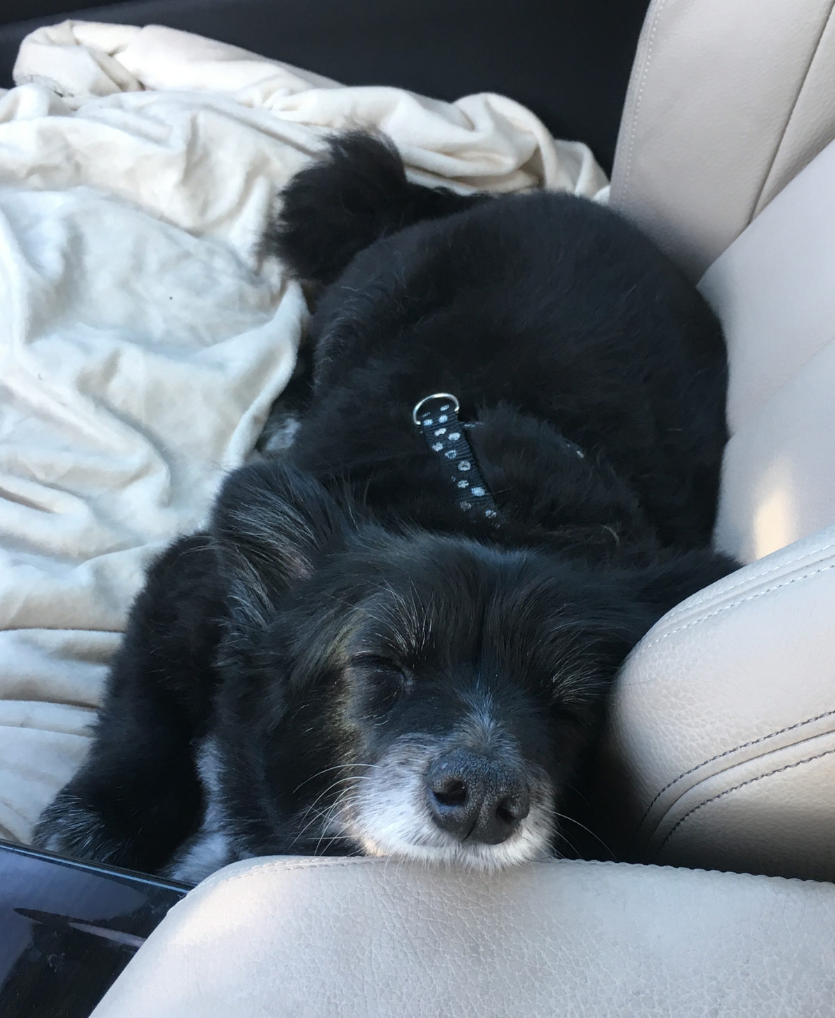 Sydne Style shares cute dog sleeping in car Sydne Style